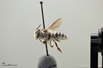 Media type: image;   Entomology 793925 Aspect: habitus lateral view
